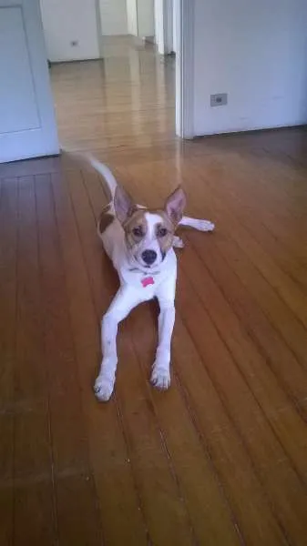 Cachorro raça SRD idade 1 ano nome Benny