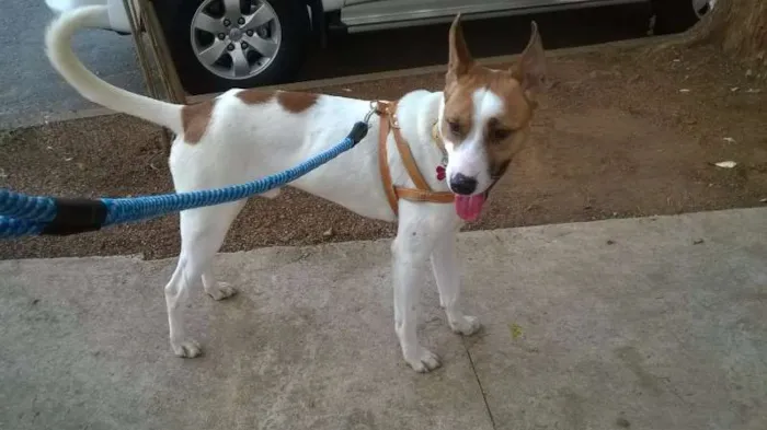 Cachorro raça SRD idade 1 ano nome Benny