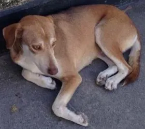 Cachorro raça Labrador idade 3 anos nome Não informado 