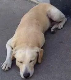 Cachorro raça Não sei idade 5 anos nome Não sei