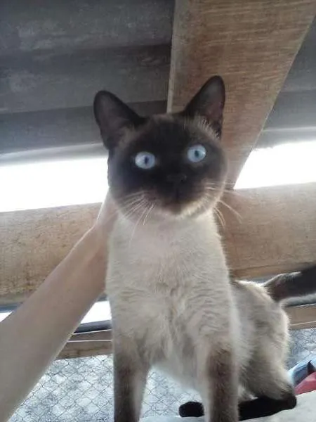 Gato ra a SRD idade 2 a 6 meses nome LADY E SIMBA