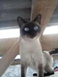 LADY E SIMBA