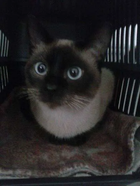 Gato ra a SRD idade 2 a 6 meses nome LADY E SIMBA