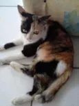 LADY E SIMBA