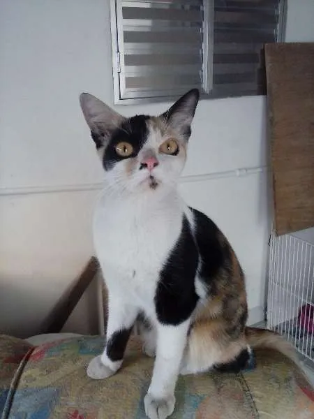 Gato ra a SRD idade 2 a 6 meses nome LADY E SIMBA