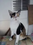 LADY E SIMBA