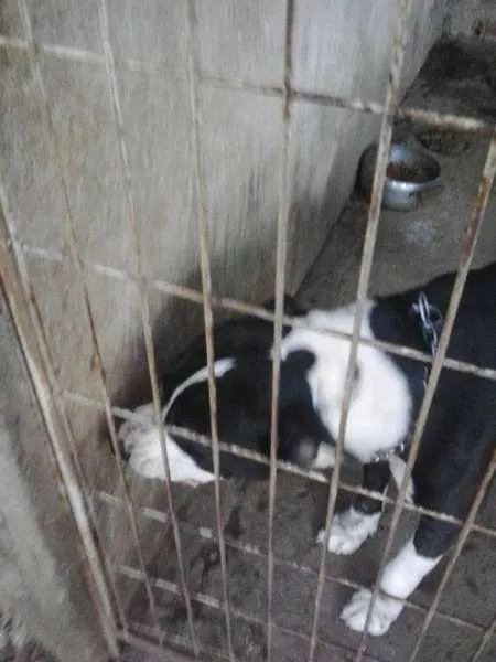 Cachorro ra a pet bull idade 7 a 11 meses nome chacal