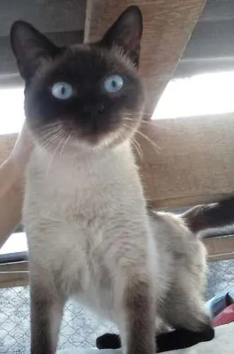 Gato ra a SRD idade 2 a 6 meses nome LADY E SIMBA