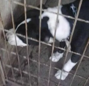 Cachorro raça pet bull idade 7 a 11 meses nome chacal