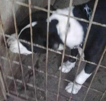 Cachorro ra a pet bull idade 7 a 11 meses nome chacal