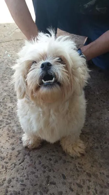 Cachorro ra a Shitzu idade 3 anos nome Tomy