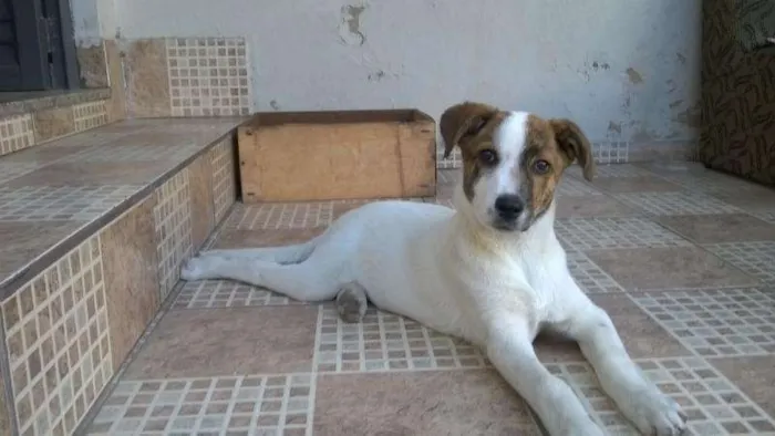 Cachorro raça nao definida idade 2 a 6 meses nome tapioca