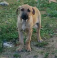jully
