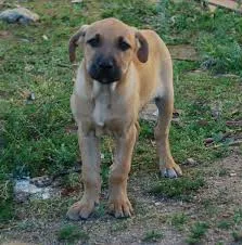 Cachorro raça labrador com vira lata idade 7 a 11 meses nome jully