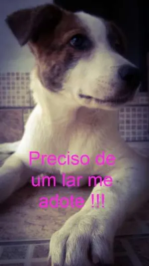 Cachorro raça nao definida idade 2 a 6 meses nome tapioca
