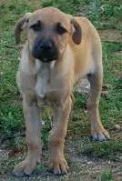 Cachorro raça labrador com vira lata idade 7 a 11 meses nome jully