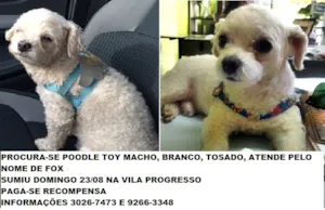 Cachorro raça poodle toy idade 6 ou mais anos nome FOX GRATIFICA