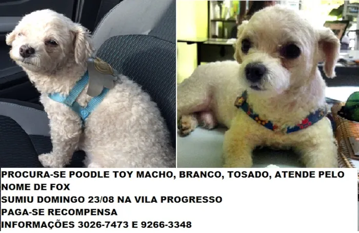 Cachorro ra a poodle toy idade 6 ou mais anos nome FOX GRATIFICA