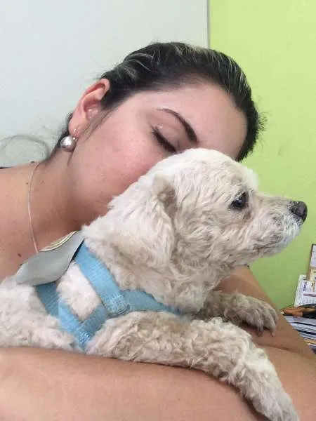 Cachorro ra a poodle toy idade 6 ou mais anos nome FOX GRATIFICA