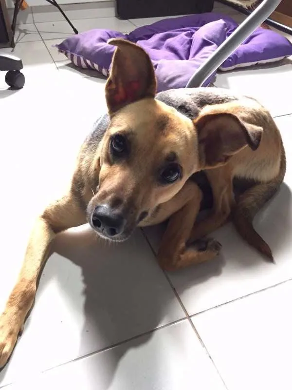 Cachorro ra a Mestiço idade 7 a 11 meses nome Não identificado
