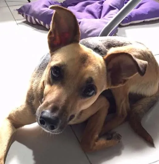 Cachorro ra a Mestiço idade 7 a 11 meses nome Não identificado
