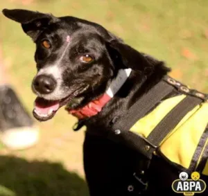 Cachorro raça SRD idade 4 anos nome Dália