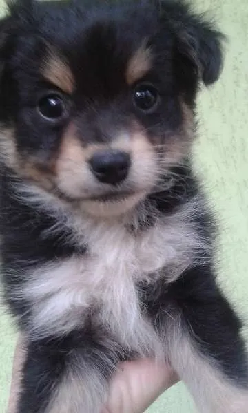 Cachorro ra a indefinida idade Abaixo de 2 meses nome Belinha