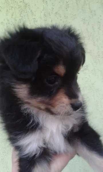 Cachorro ra a indefinida idade Abaixo de 2 meses nome Belinha
