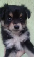 Belinha