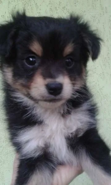 Cachorro ra a indefinida idade Abaixo de 2 meses nome Belinha