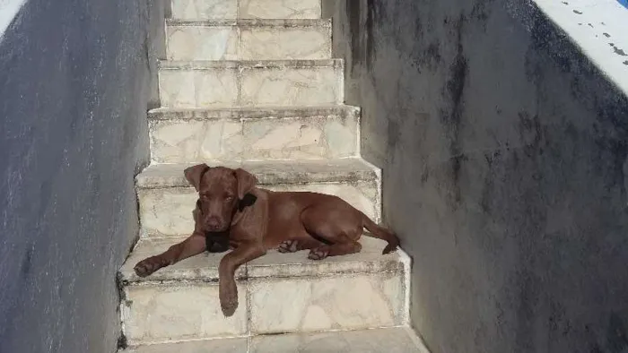 Cachorro raça labrador idade 2 a 6 meses nome lobão