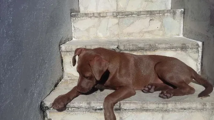 Cachorro raça labrador idade 2 a 6 meses nome lobão