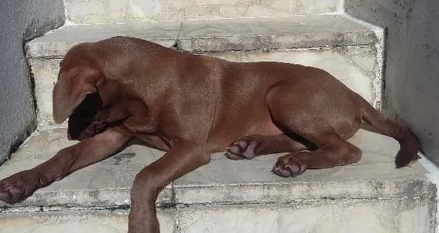Cachorro raça labrador idade 2 a 6 meses nome lobão