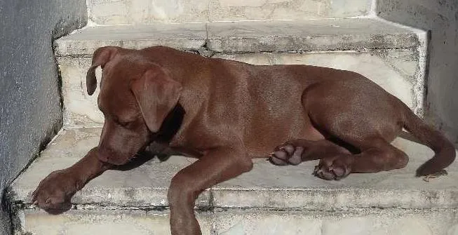 Cachorro raça labrador idade 2 a 6 meses nome lobão