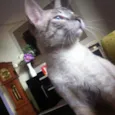 Lili