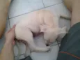 Manu