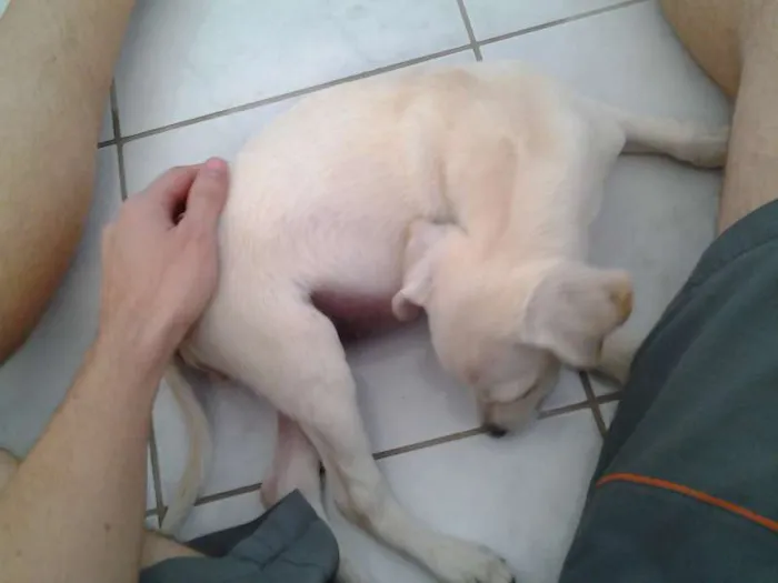 Cachorro raça Mista lembra labrador idade 2 a 6 meses nome Manu