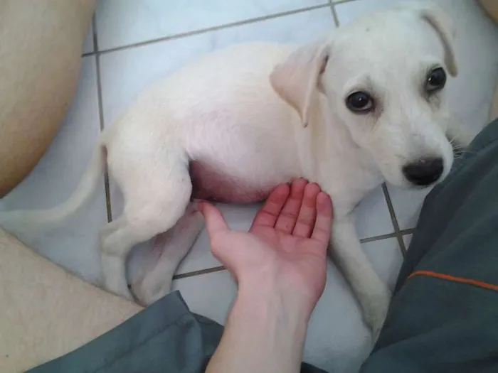 Cachorro raça Mista lembra labrador idade 2 a 6 meses nome Manu