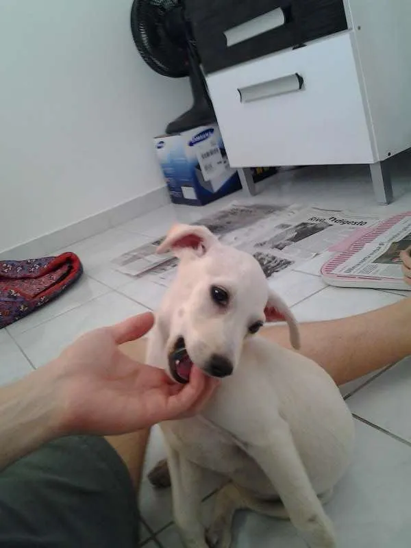 Cachorro raça Mista lembra labrador idade 2 a 6 meses nome Manu