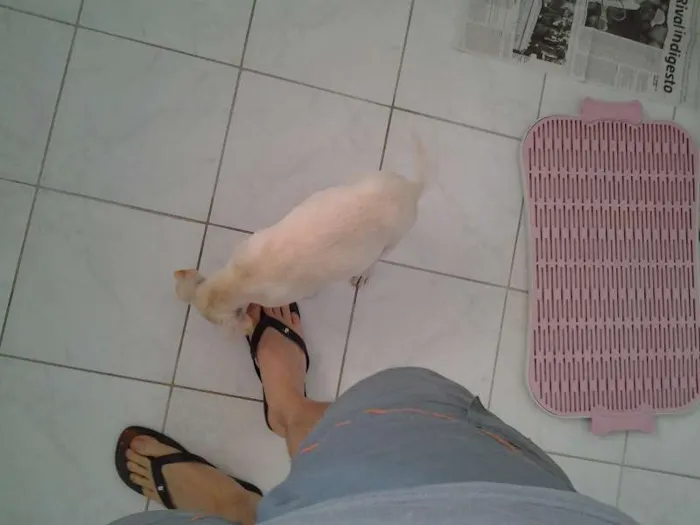 Cachorro raça Mista lembra labrador idade 2 a 6 meses nome Manu