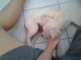 Manu