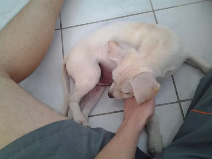 Cachorro raça Mista lembra labrador idade 2 a 6 meses nome Manu