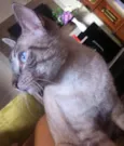 Lili