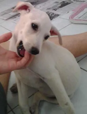 Cachorro raça Mista lembra labrador idade 2 a 6 meses nome Manu