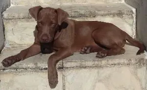 Cachorro raça labrador idade 2 a 6 meses nome lobão