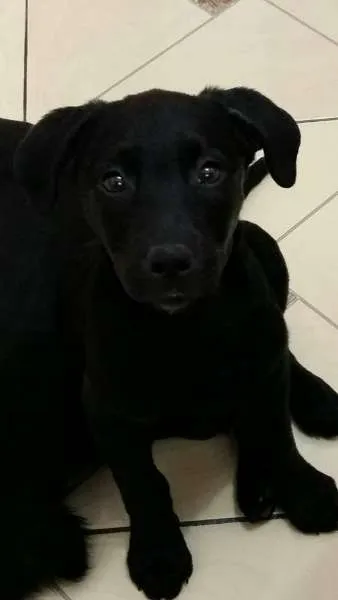 Cachorro ra a SRD idade 2 a 6 meses nome Lilica