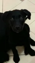 Lilica