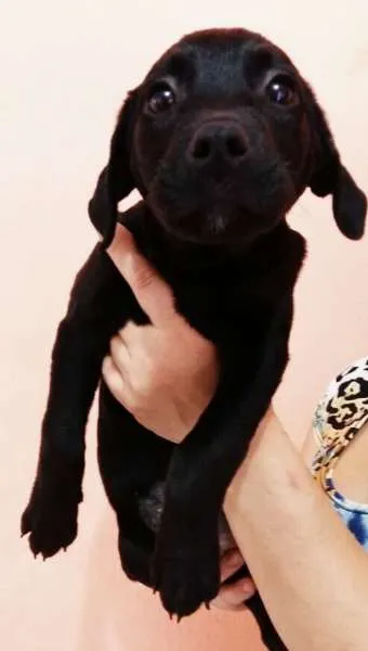 Cachorro ra a SRD idade 2 a 6 meses nome Lilica