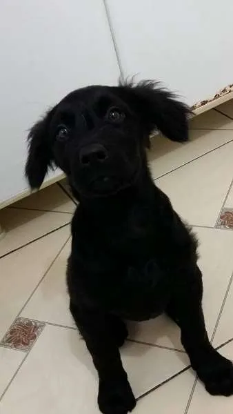 Cachorro ra a SRD idade 2 a 6 meses nome Lolita