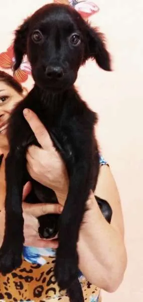 Cachorro ra a SRD idade 2 a 6 meses nome Lolita